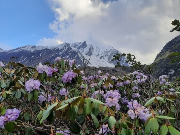 Bali Pass Trek