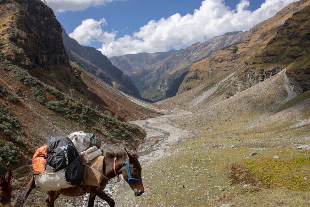 Horse in Mountains